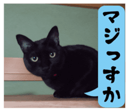 Murmur of black cat KURONYAN sticker #14728676