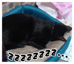 Murmur of black cat KURONYAN sticker #14728681