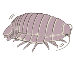 Giant isopod Stickers sticker #14729685