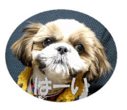 Shih tzu photo sticker sticker #14731462