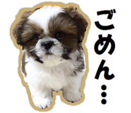 Shih tzu photo sticker sticker #14731471