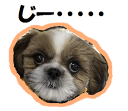 Shih tzu photo sticker sticker #14731476