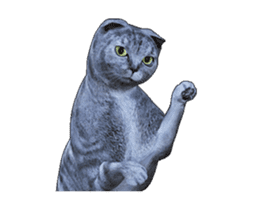 Moving Scottish Fold Cat sticker #14736134