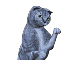Moving Scottish Fold Cat sticker #14736135