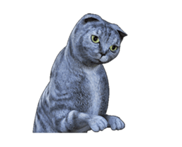 Moving Scottish Fold Cat sticker #14736136