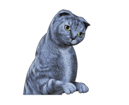 Moving Scottish Fold Cat sticker #14736136