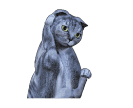 Moving Scottish Fold Cat sticker #14736139