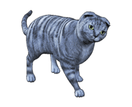 Moving Scottish Fold Cat sticker #14736142