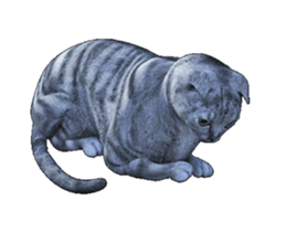 Moving Scottish Fold Cat sticker #14736144