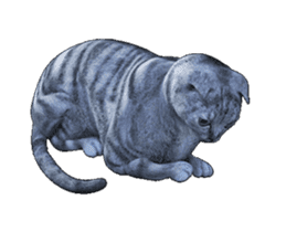 Moving Scottish Fold Cat sticker #14736144