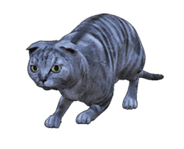 Moving Scottish Fold Cat sticker #14736145