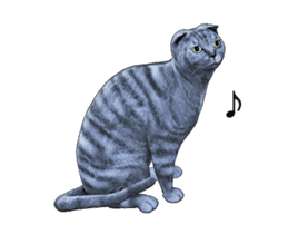 Moving Scottish Fold Cat sticker #14736147