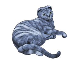 Moving Scottish Fold Cat sticker #14736148