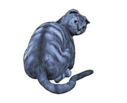 Moving Scottish Fold Cat sticker #14736149