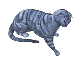 Moving Scottish Fold Cat sticker #14736150