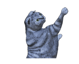 Moving Scottish Fold Cat sticker #14736151