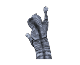 Moving Scottish Fold Cat sticker #14736152