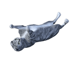 Moving Scottish Fold Cat sticker #14736153