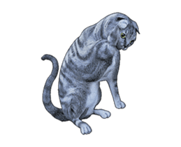 Moving Scottish Fold Cat sticker #14736154