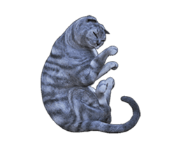 Moving Scottish Fold Cat sticker #14736155