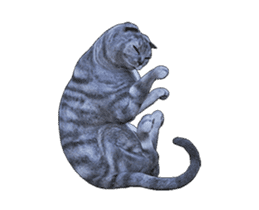 Moving Scottish Fold Cat sticker #14736155