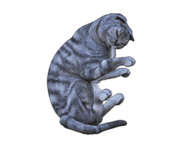 Moving Scottish Fold Cat sticker #14736156
