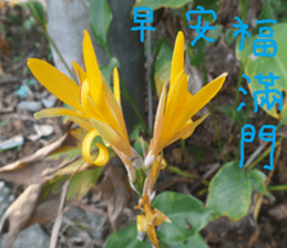 Chinese homes sticker #14736430