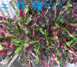 Chinese homes sticker #14736431