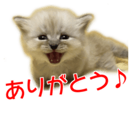 Cute cat everyday SORAJIRO,EDO Ver sticker #14736934