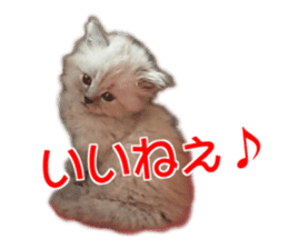 Cute cat everyday SORAJIRO,EDO Ver sticker #14736935