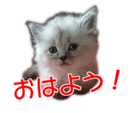 Cute cat everyday SORAJIRO,EDO Ver sticker #14736936
