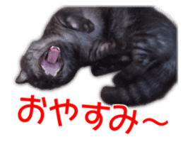 Cute cat everyday SORAJIRO,EDO Ver sticker #14736937