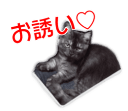 Cute cat everyday SORAJIRO,EDO Ver sticker #14736938