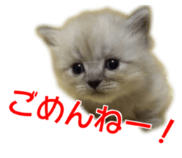 Cute cat everyday SORAJIRO,EDO Ver sticker #14736939