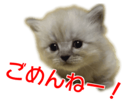 Cute cat everyday SORAJIRO,EDO Ver sticker #14736939