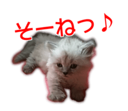 Cute cat everyday SORAJIRO,EDO Ver sticker #14736940