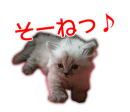 Cute cat everyday SORAJIRO,EDO Ver sticker #14736940