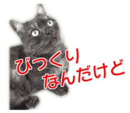 Cute cat everyday SORAJIRO,EDO Ver sticker #14736941