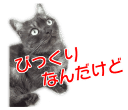 Cute cat everyday SORAJIRO,EDO Ver sticker #14736941