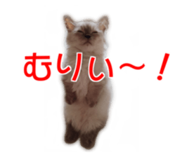 Cute cat everyday SORAJIRO,EDO Ver sticker #14736942
