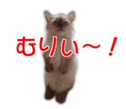 Cute cat everyday SORAJIRO,EDO Ver sticker #14736942