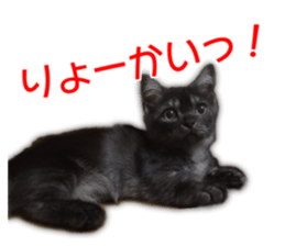 Cute cat everyday SORAJIRO,EDO Ver sticker #14736943