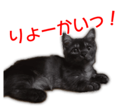 Cute cat everyday SORAJIRO,EDO Ver sticker #14736943