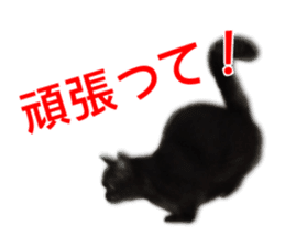 Cute cat everyday SORAJIRO,EDO Ver sticker #14736944