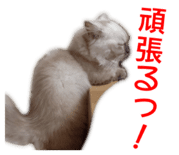 Cute cat everyday SORAJIRO,EDO Ver sticker #14736945