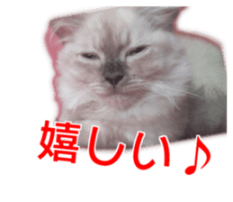 Cute cat everyday SORAJIRO,EDO Ver sticker #14736946