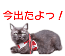 Cute cat everyday SORAJIRO,EDO Ver sticker #14736947
