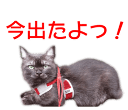 Cute cat everyday SORAJIRO,EDO Ver sticker #14736947