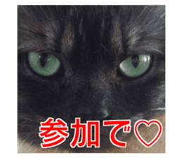 Cute cat everyday SORAJIRO,EDO Ver sticker #14736948
