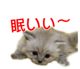 Cute cat everyday SORAJIRO,EDO Ver sticker #14736949